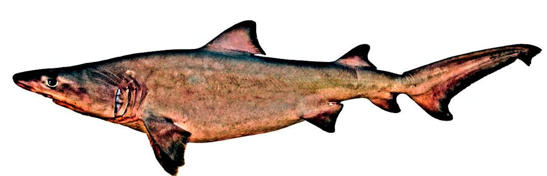 Odontaspis ferox_003.jpg